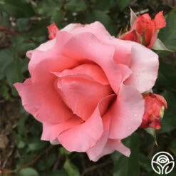 Paris De Yves St. Laurent ™ -Precisiom Store paris de yves st. laurent 8