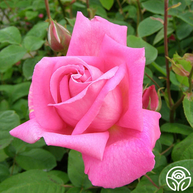 Park Wilhelmshohe 2 Park Wilhelmshohe - Image 2