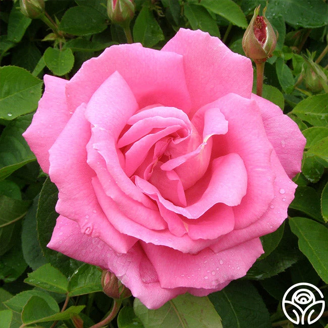 Park Wilhelmshohe 1 Park Wilhelmshohe