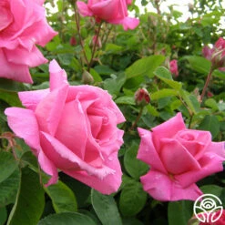 Park Wilhelmshohe 7 Park Wilhelmshohe -Precisiom Store park wilhelmshohe 3