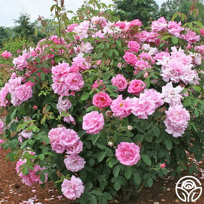 Park Wilhelmshohe 3 Park Wilhelmshohe - Image 3