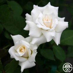 Pascali® -Precisiom Store pascali 1 7