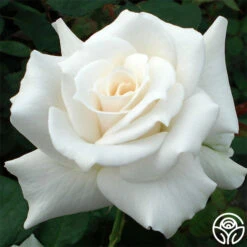 New Release 17 Pascali®