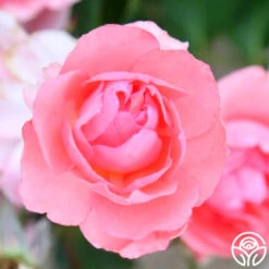 Passionate Kisses® 16 Passionate Kisses® -Precisiom Store passionate kisses 11