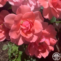 Passionate Kisses® 23 Passionate Kisses® -Precisiom Store passionate kisses 13