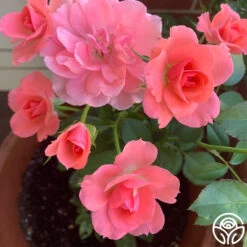 Passionate Kisses® 21 Passionate Kisses® -Precisiom Store passionate kisses 15