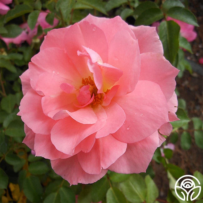 Passionate Kisses® 6 Passionate Kisses® - Image 6