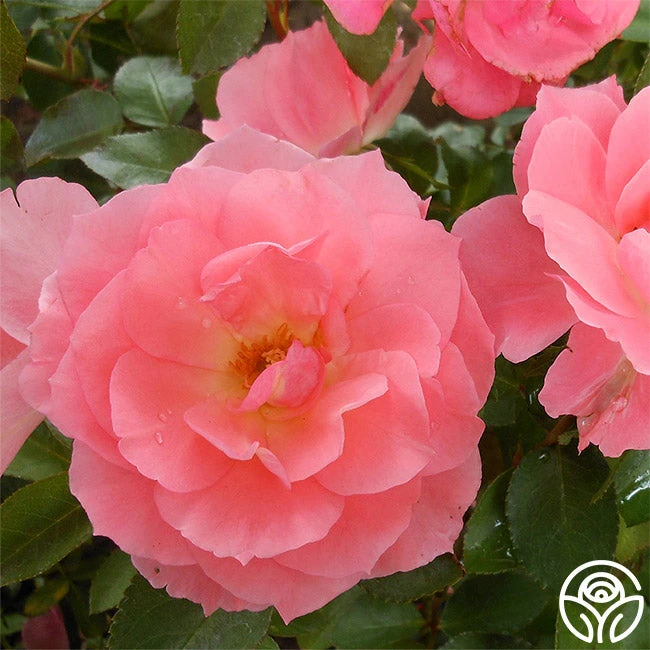 Passionate Kisses® 8 Passionate Kisses® - Image 8