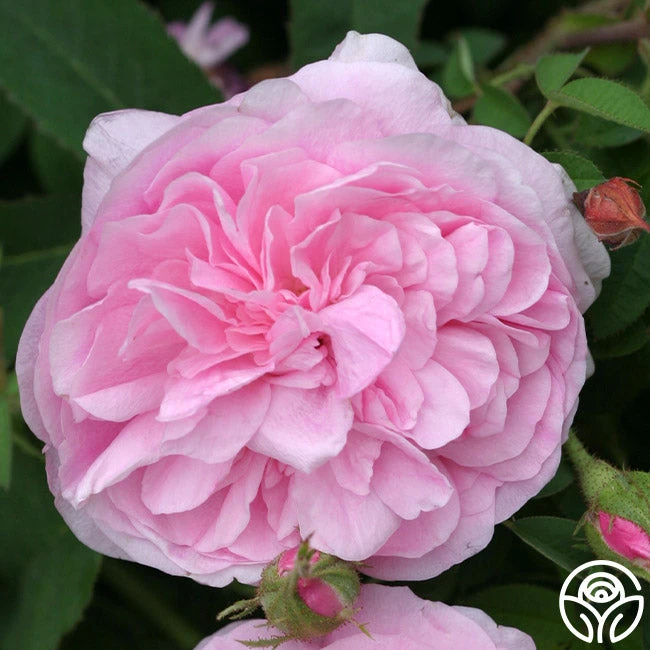 Petite De Holland 2 Petite De Holland - Image 2