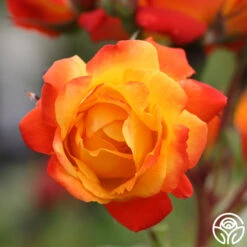 Piñata 10 Piñata -Precisiom Store pinata 1 1