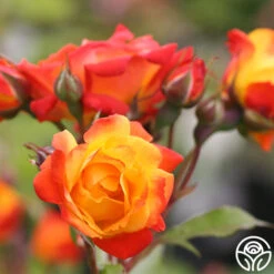 New Release -Precisiom Store pinata 2