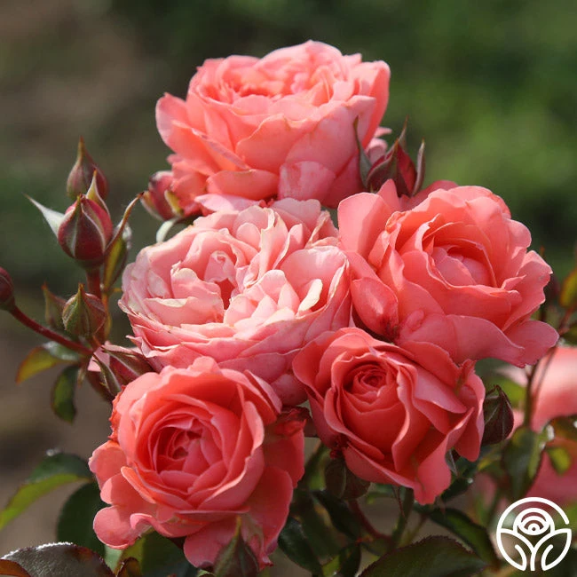 Pink Abundance™ 2 Pink Abundance™ - Image 2