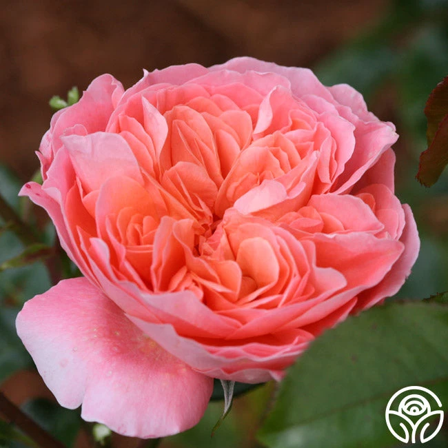 Pink Abundance™ 4 Pink Abundance™ - Image 4