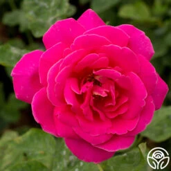 Pink Peace -Precisiom Store pink peace 2