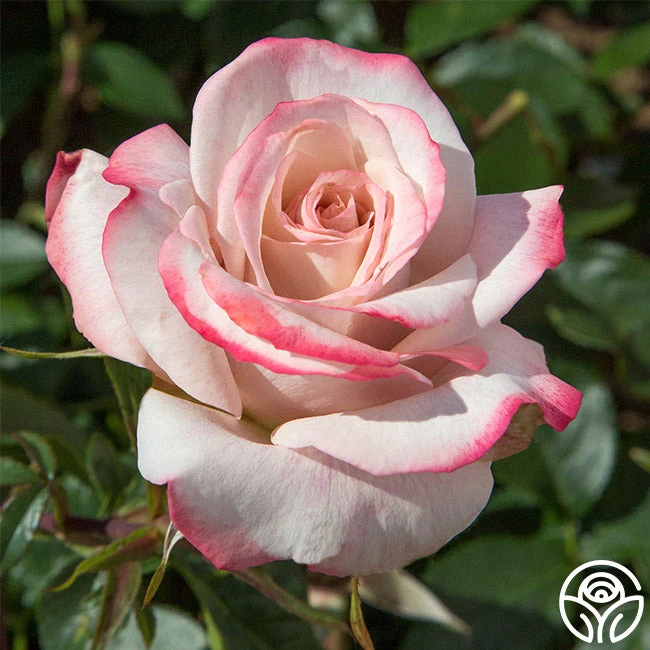 Pinkerbelle™ 1 Pinkerbelle™