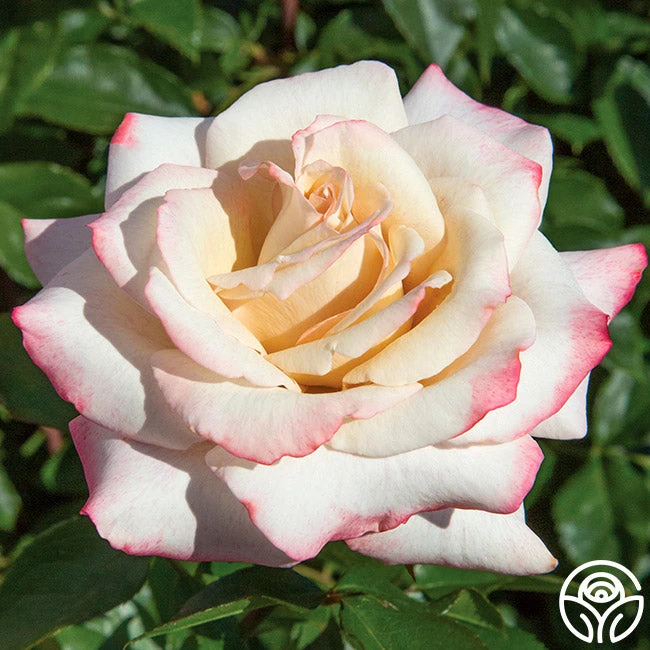 Pinkerbelle™ 2 Pinkerbelle™ - Image 2