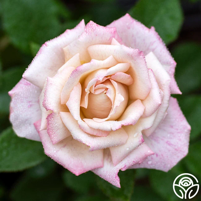 Pinkerbelle™ 3 Pinkerbelle™ - Image 3