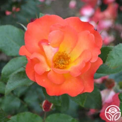 Playboy® 22 Playboy® -Precisiom Store playboy 6 1 1