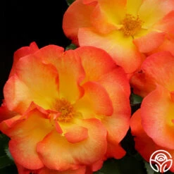 Playboy® 16 Playboy® -Precisiom Store playboy 7 8