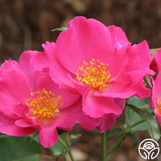 Playgirl™ 2 Playgirl™ - Image 2