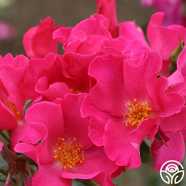 Playgirl™ 1 Playgirl™