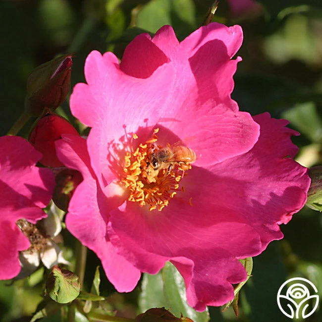 Playgirl™ 3 Playgirl™ - Image 3