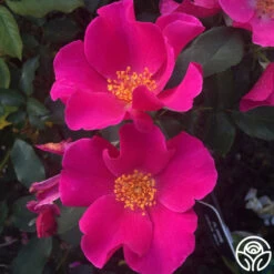 Playgirl™ 9 Playgirl™ -Precisiom Store playgirl 5 1 1