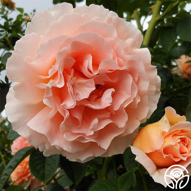 Polka® 3 Polka® - Image 3