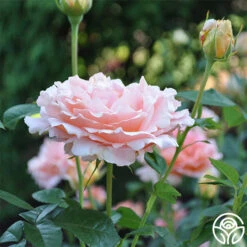 Polka® 24 Polka® -Precisiom Store polka 3 5