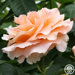 Polka® 26 Polka® -Precisiom Store polka 4 2