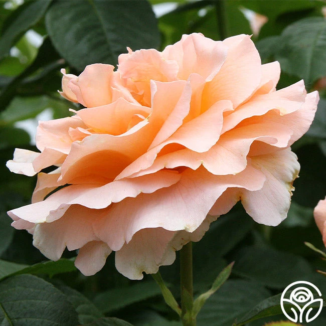 Polka® 11 Polka® - Image 11