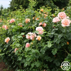 Polka® 21 Polka® -Precisiom Store polka 5 5