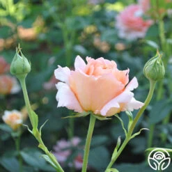 Polka® 28 Polka® -Precisiom Store polka 6 5