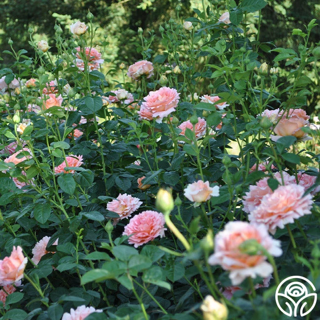 Polka® 14 Polka® - Image 14