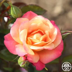 Polynesian Punch™ -Precisiom Store polynesian punch 5