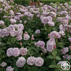 Poseidon™ -Precisiom Store poseidon 4