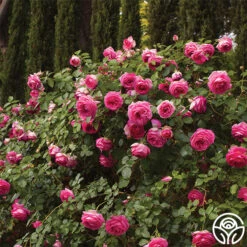 New Release -Precisiom Store pretty in pink eden 5 1