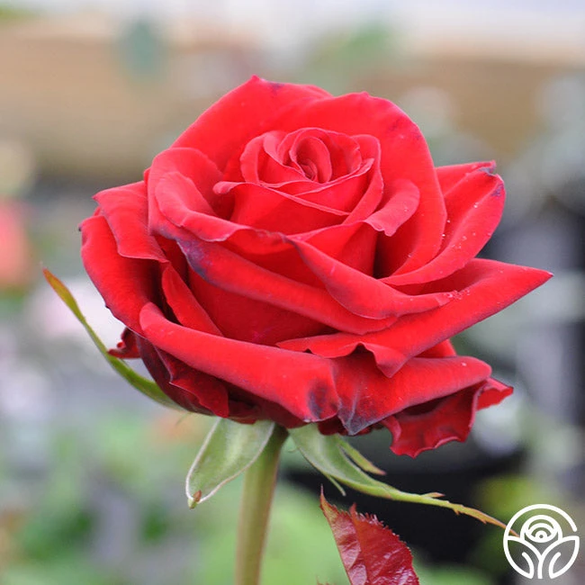 Pride Of England™ 2 Pride Of England™ - Image 2