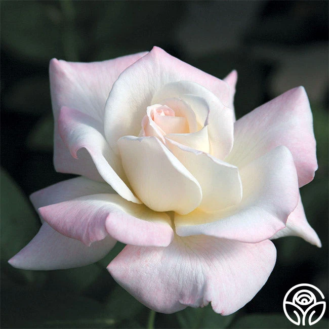 Pristine®™ 2 Pristine®™ - Image 2