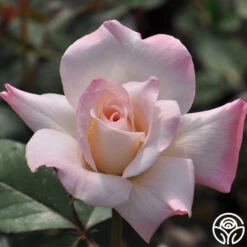 Pristine®™ 10 Pristine®™ -Precisiom Store pristine 6