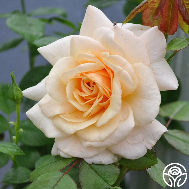 Pure Gold™ 2 Pure Gold™ - Image 2