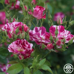 Purple Splash 12 Purple Splash -Precisiom Store purple splash 3 7