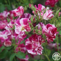 Purple Splash 15 Purple Splash -Precisiom Store purple splash 4 1