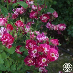 Purple Splash 16 Purple Splash -Precisiom Store purple splash 6