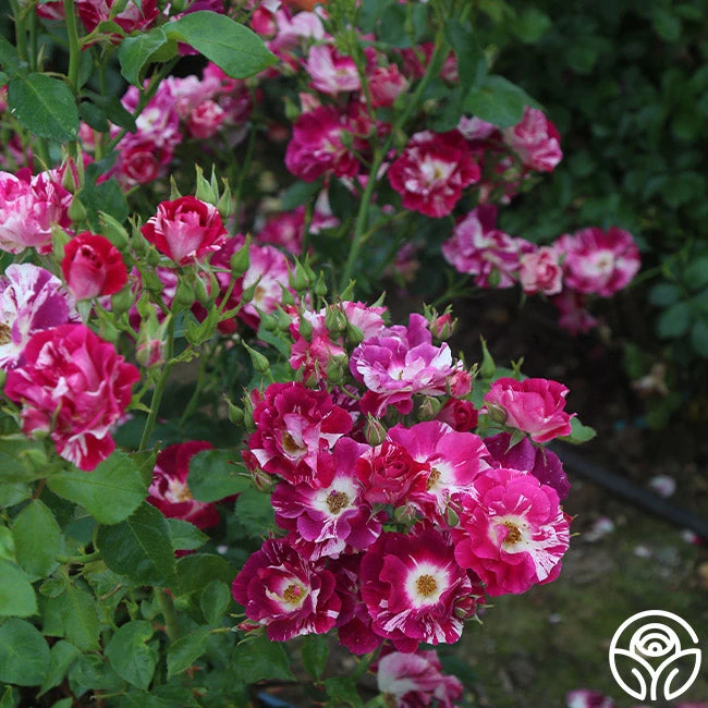 Purple Splash 7 Purple Splash - Image 7