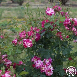 Purple Splash 13 Purple Splash -Precisiom Store purple splash 7