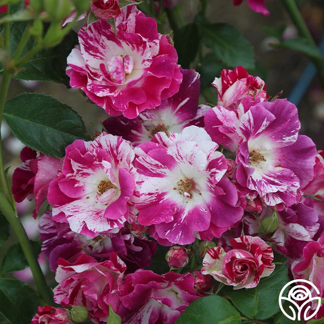 Purple Splash 9 Purple Splash - Image 9