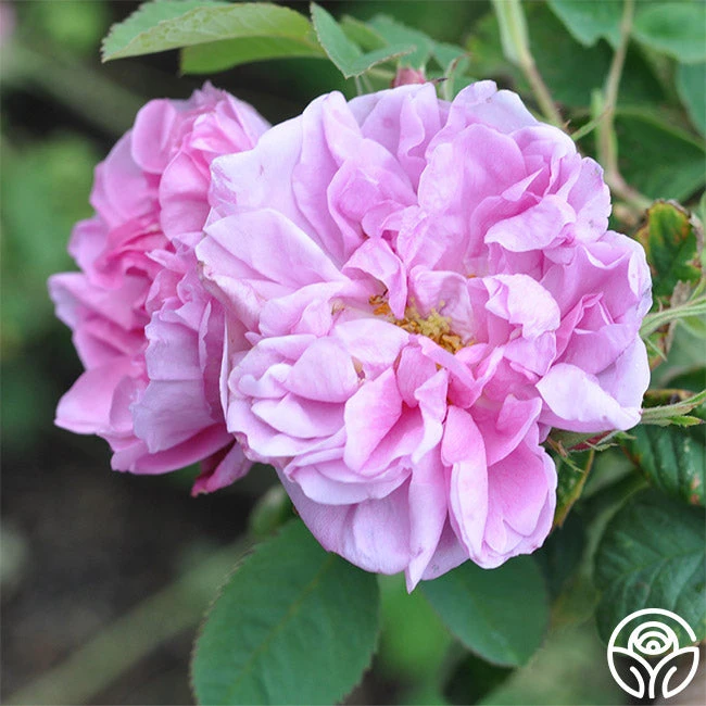 Quatre Saisons 1 Quatre Saisons