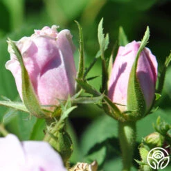 Quatre Saisons 5 Quatre Saisons -Precisiom Store quatre saisons 2 5