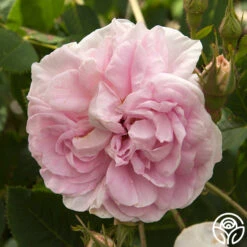 Queen Of Denmark -Precisiom Store queen of denmark 1 1 1